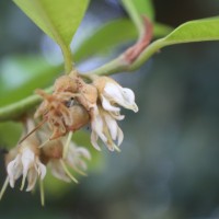 Xantolis tomentosa (Roxb.) Raf.